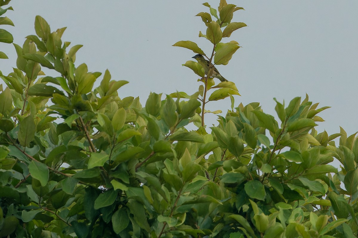 Weyns's Weaver - ML642364944