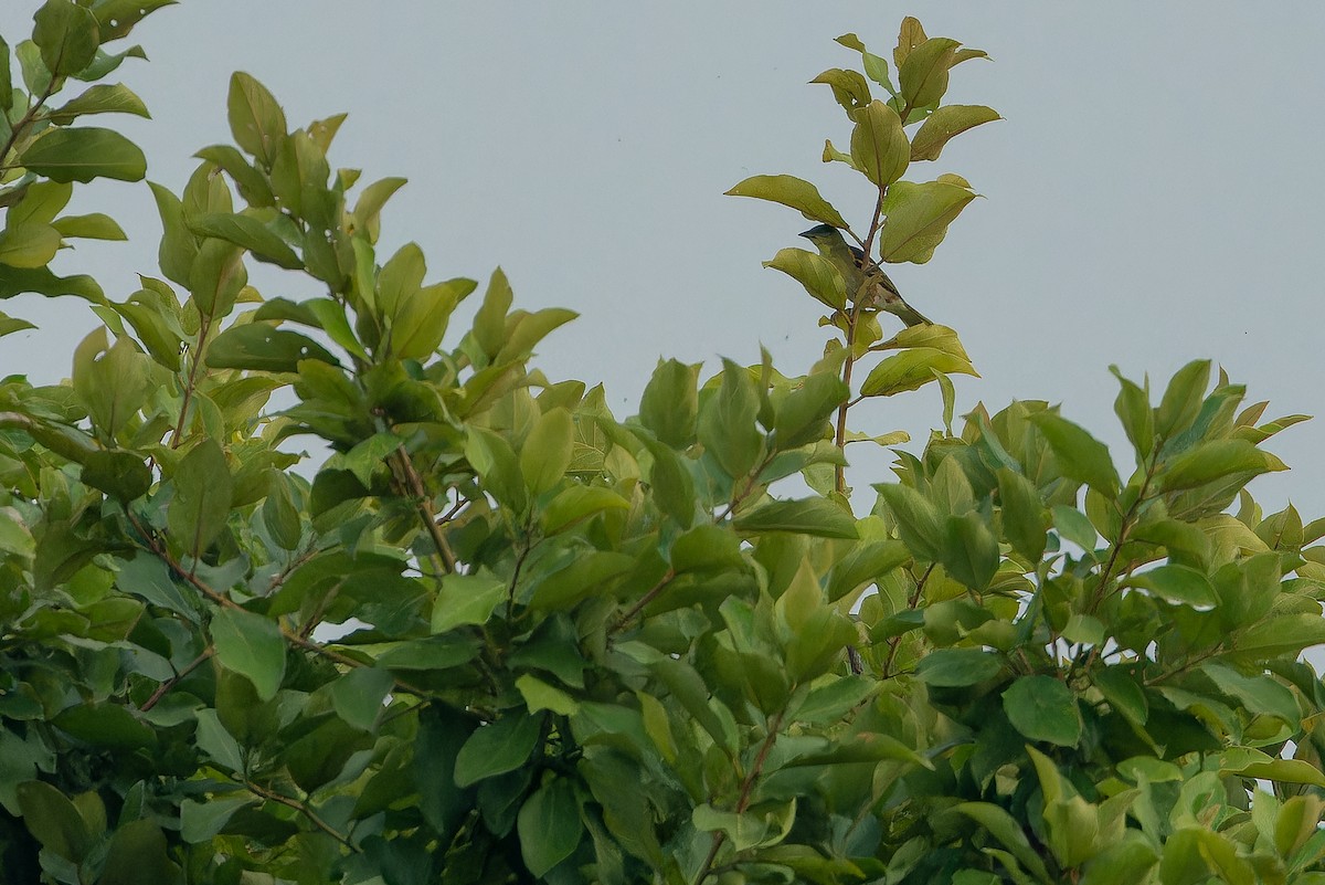 Weyns's Weaver - ML642364945