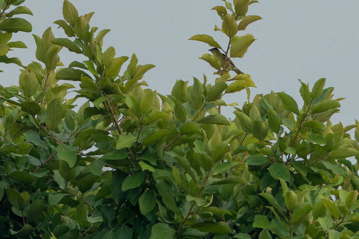 Weyns's Weaver - ML642364946