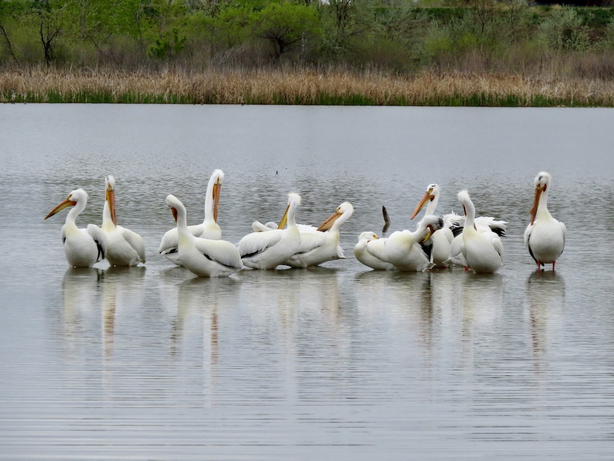 American White Pelican - ML642364966