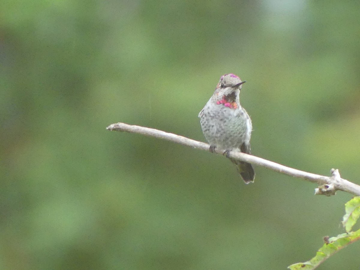 Colibrí de Anna - ML642364967
