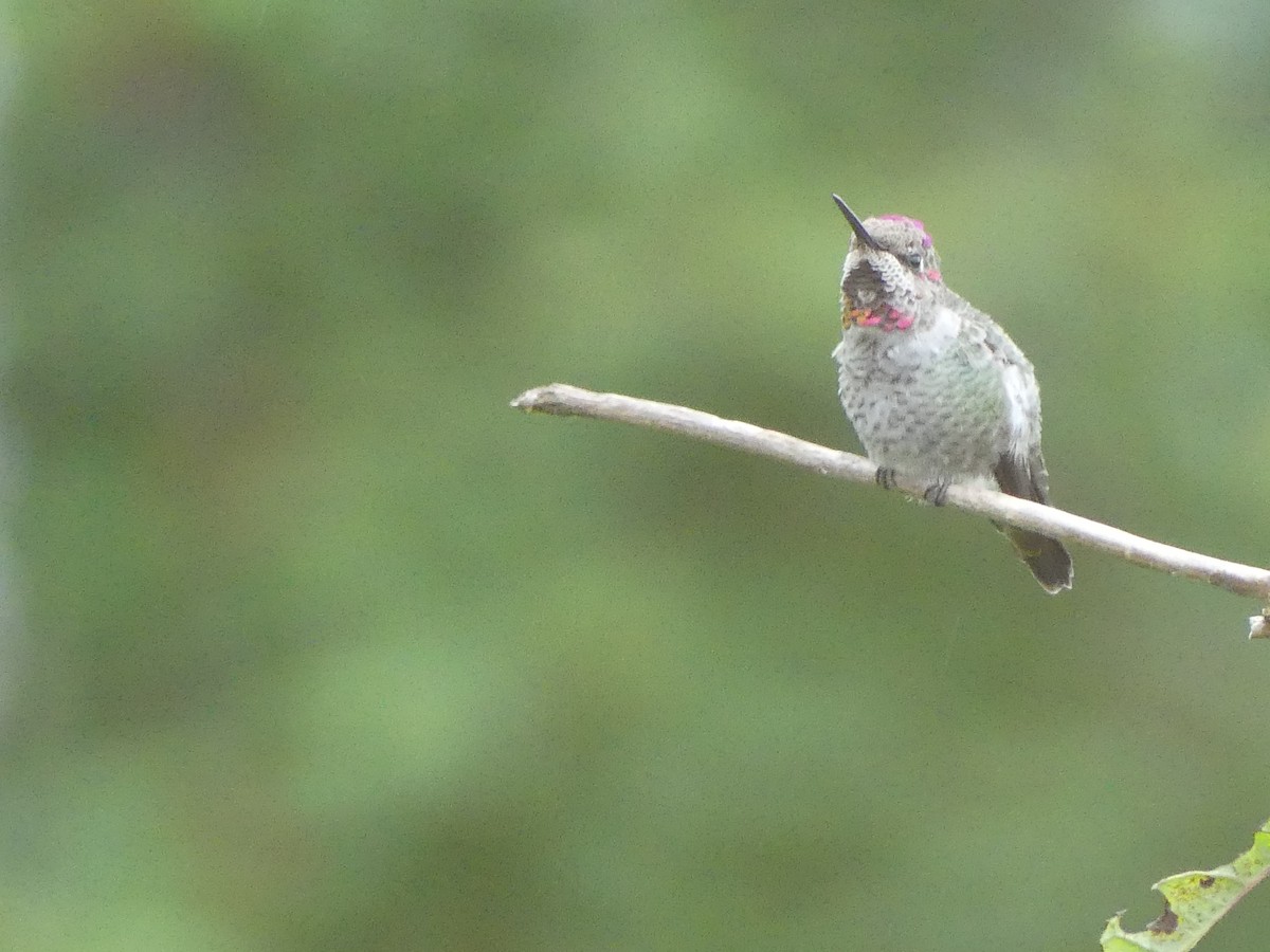 Colibrí de Anna - ML642364968