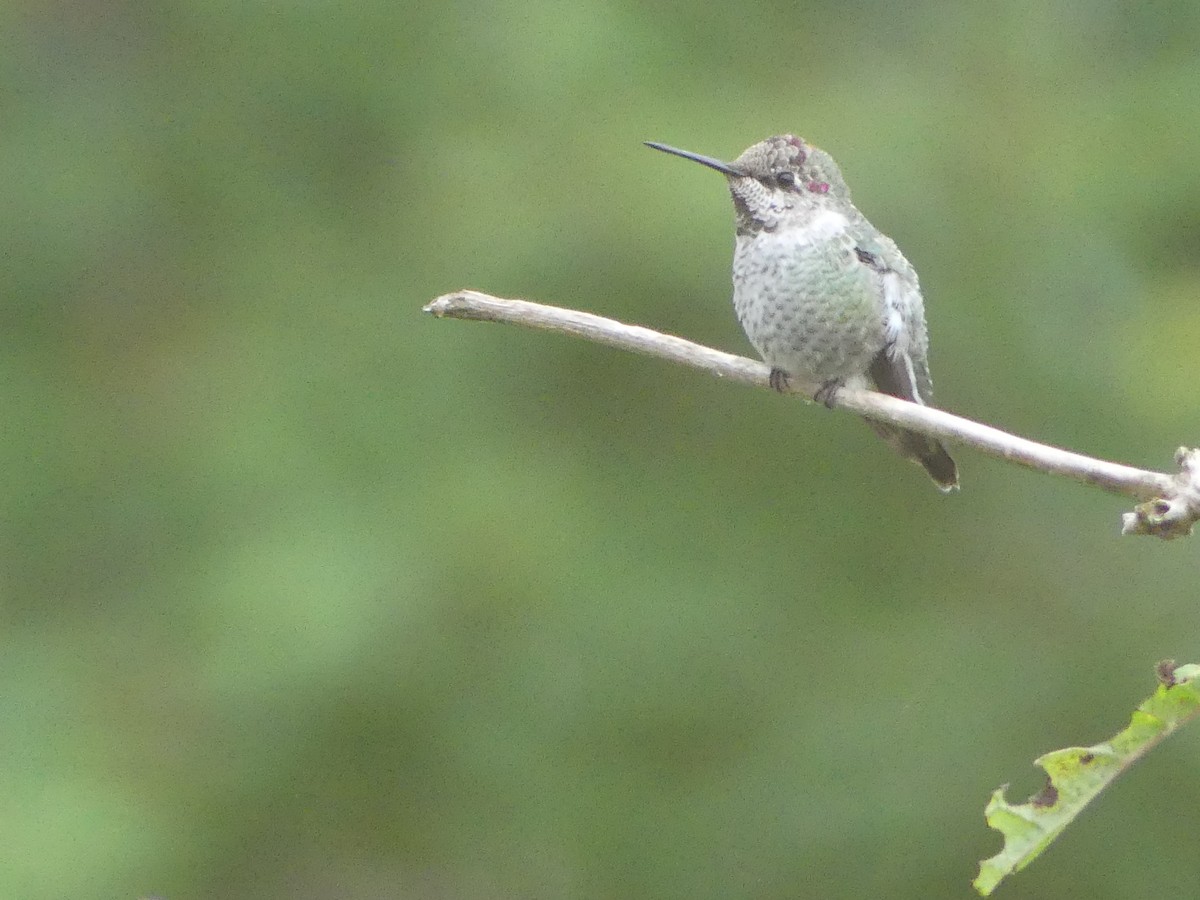 Colibrí de Anna - ML642364969