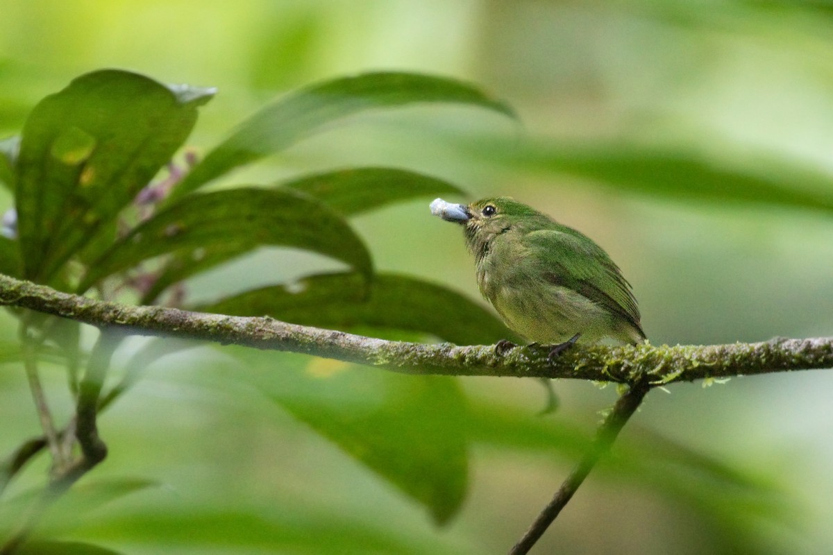 Cerulean-capped Manakin - ML642364970