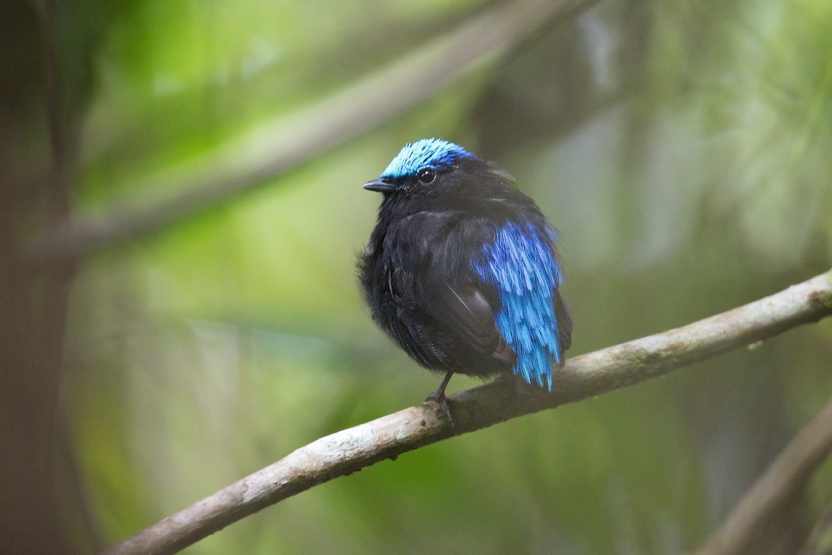 Cerulean-capped Manakin - ML642365001