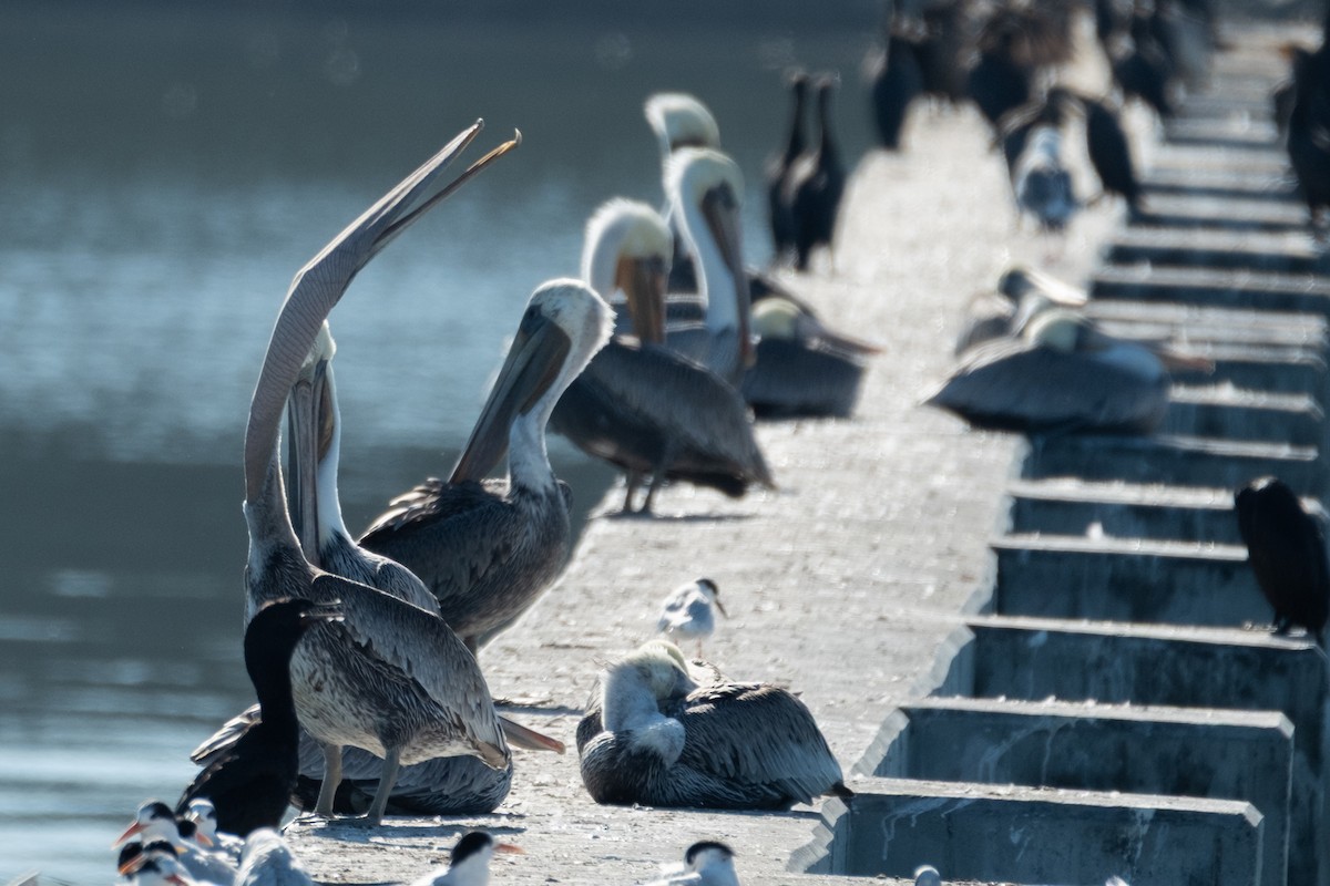 Brown Pelican - ML642365004