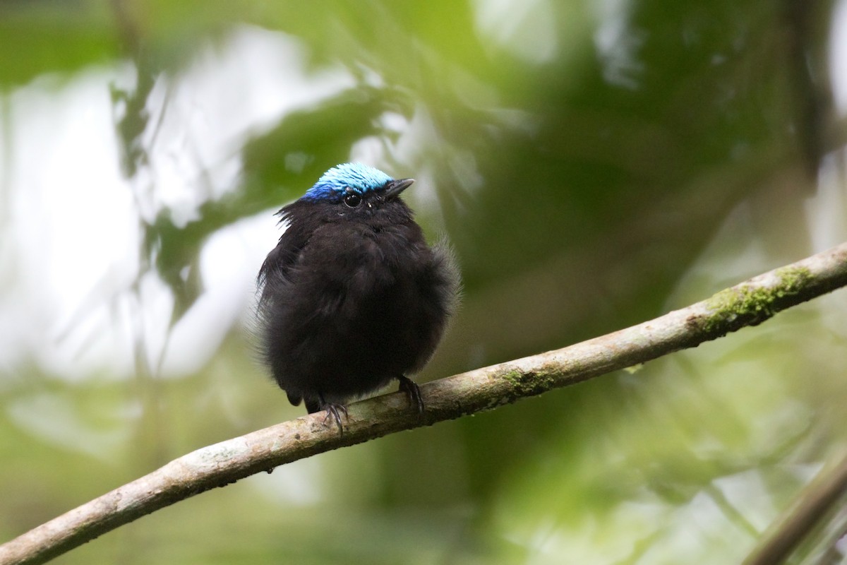 Cerulean-capped Manakin - ML642365005