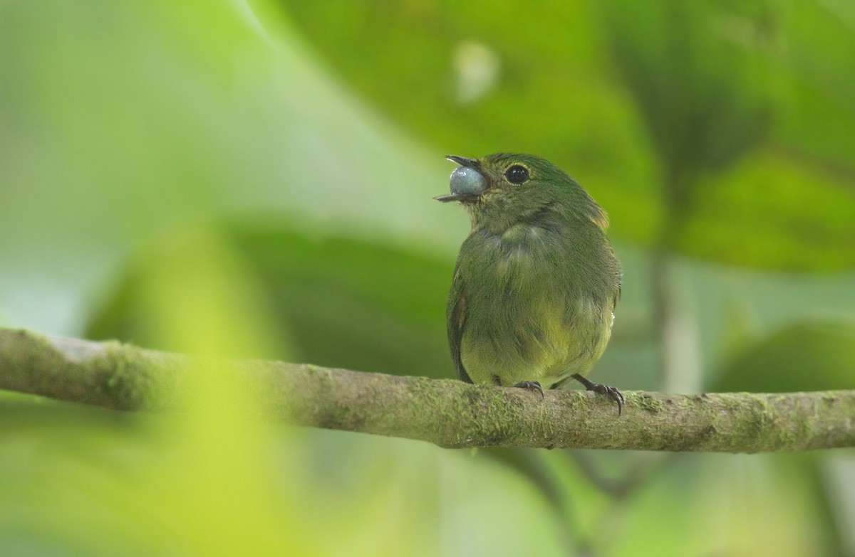Cerulean-capped Manakin - ML642365012