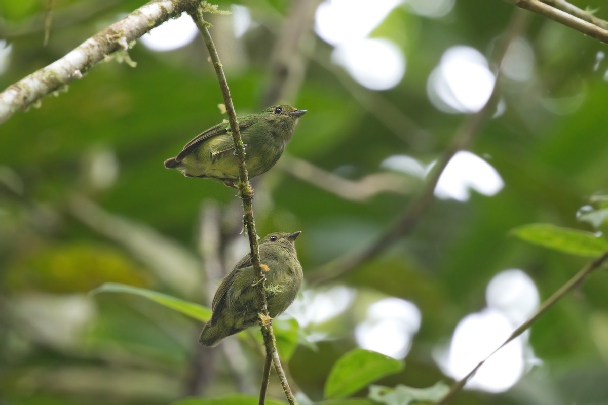 Cerulean-capped Manakin - ML642365022