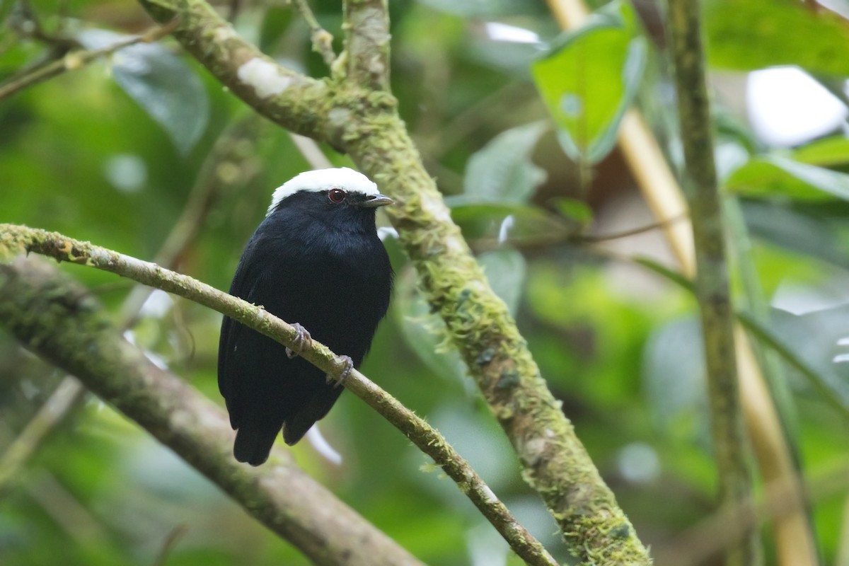 White-crowned Manakin - ML642365030