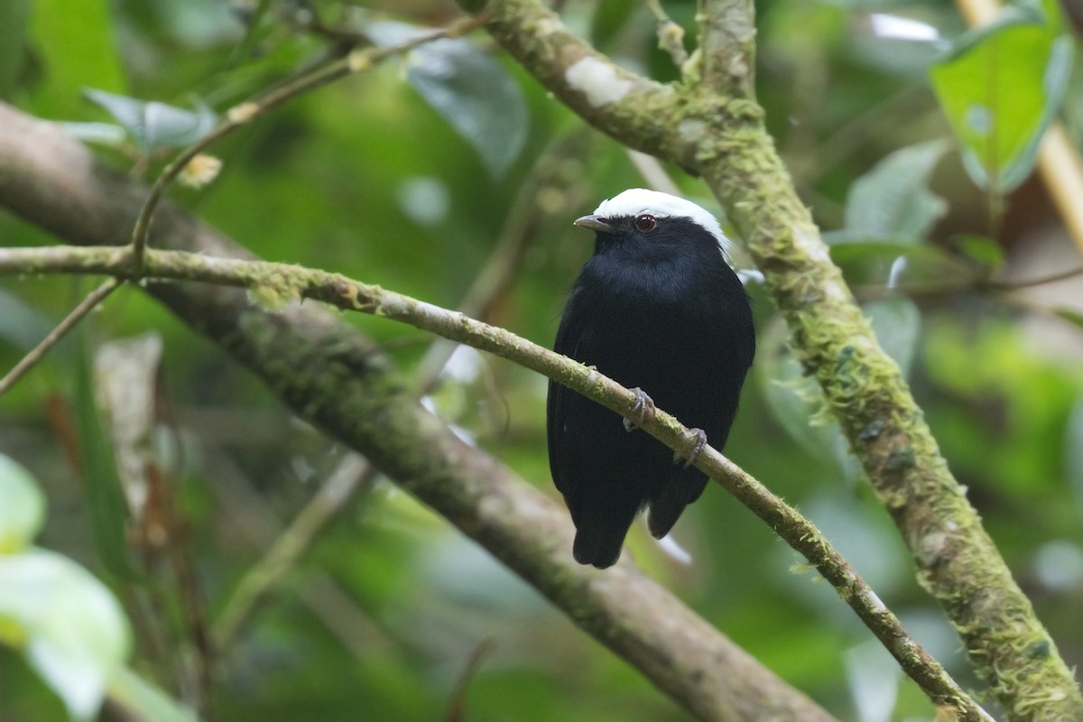 White-crowned Manakin - ML642365032