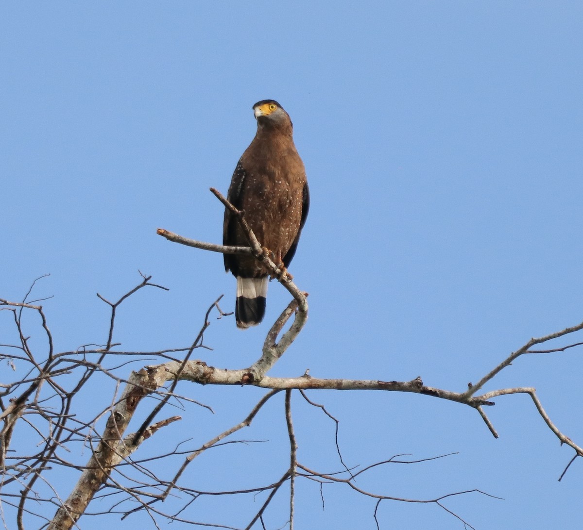 Змієїд чубатий - ML642365050