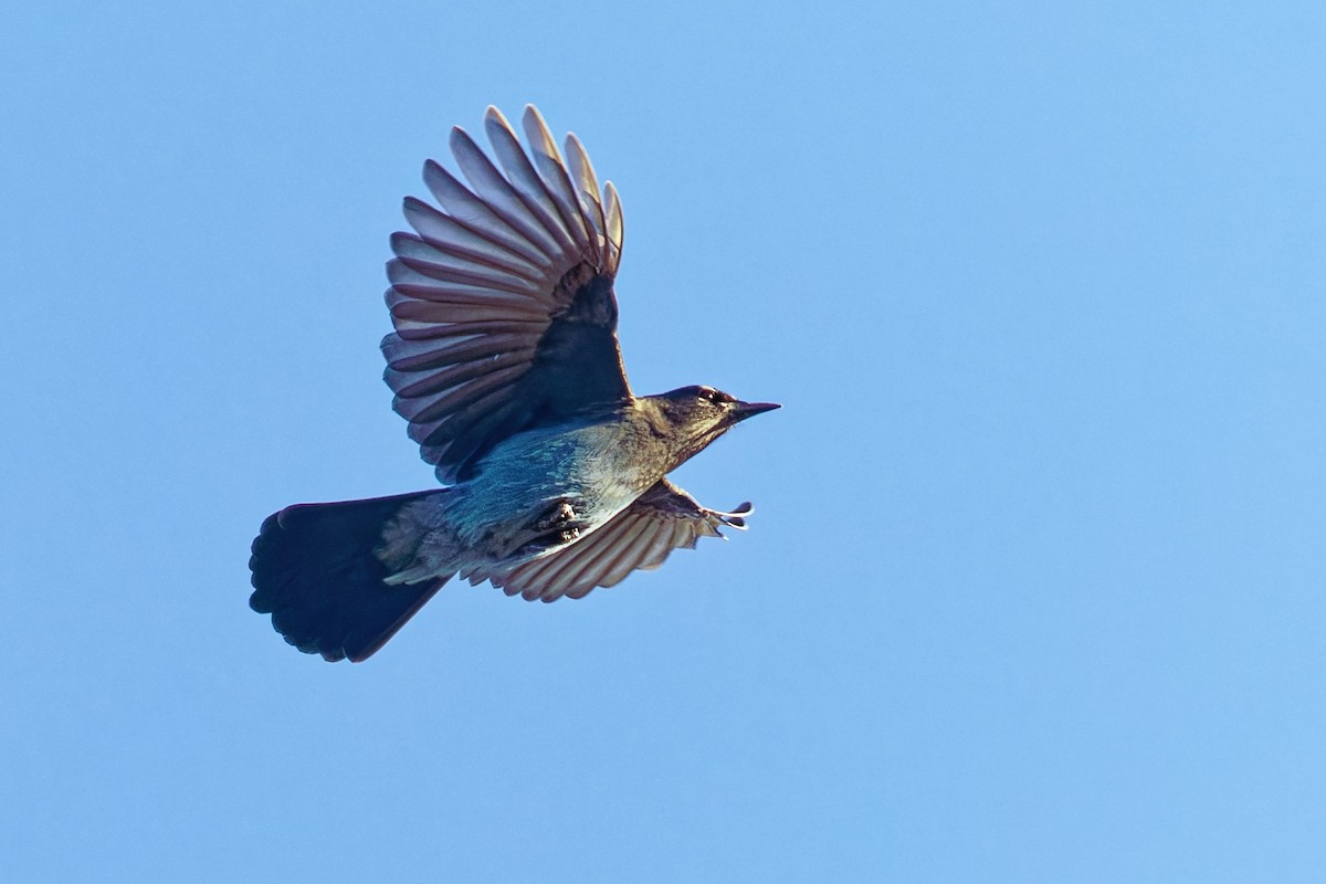 Steller's Jay (Southwest Interior) - ML642365058