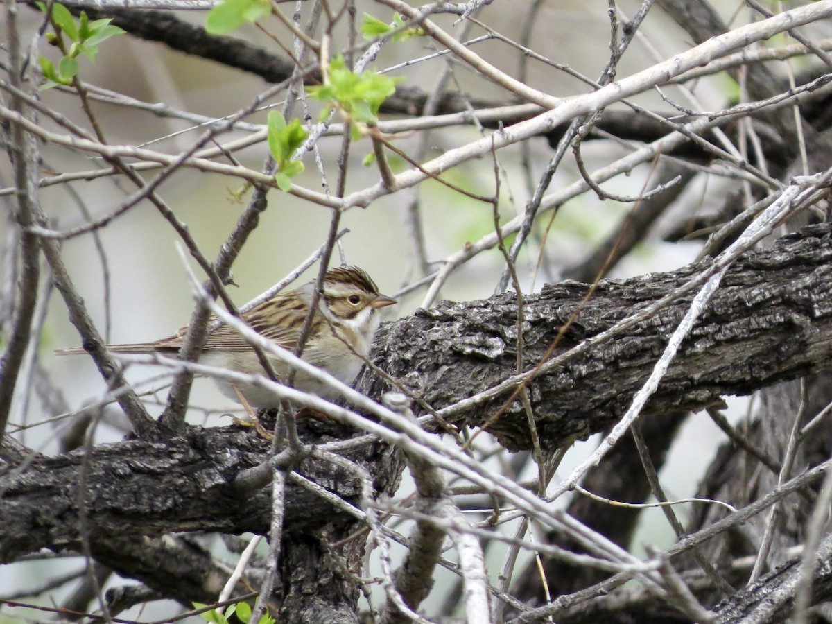 Clay-colored Sparrow - ML642365064