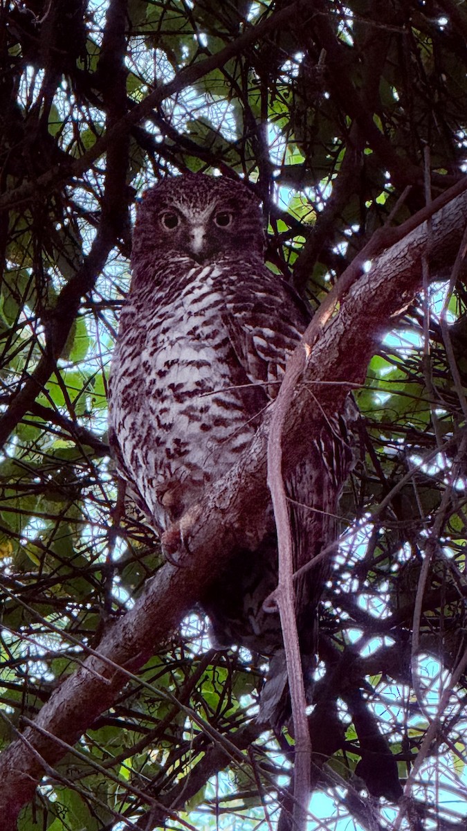 Powerful Owl - ML642365097