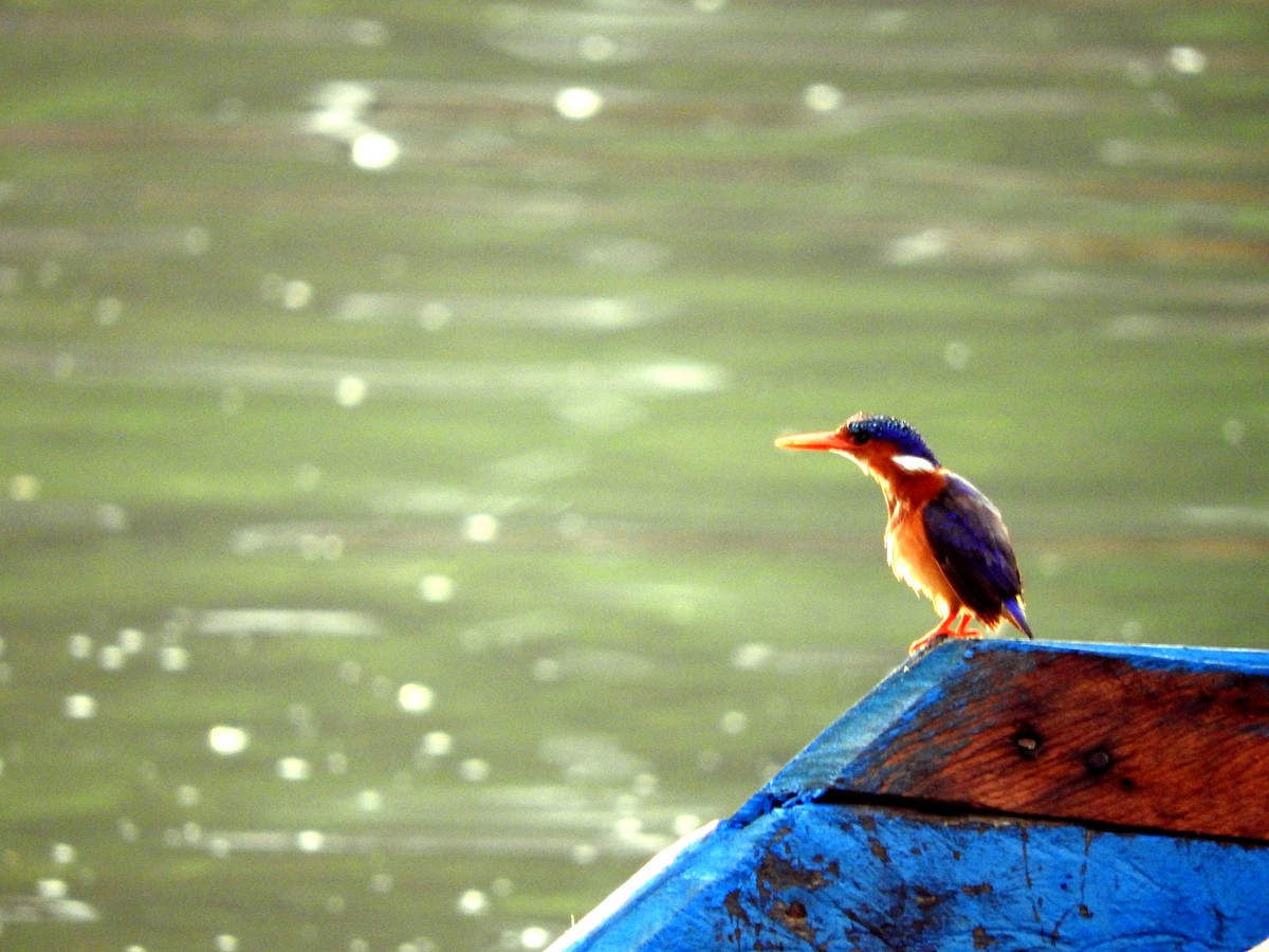Malachite Kingfisher - ML642365099