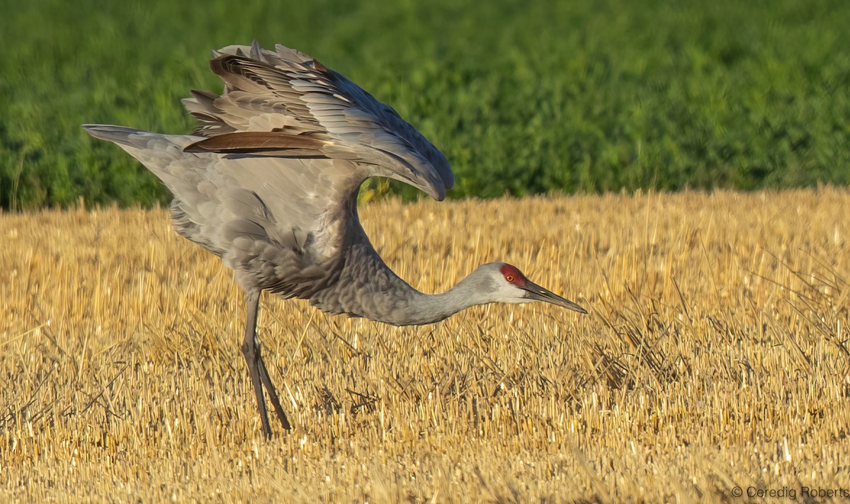 沙丘鶴 - ML642365110