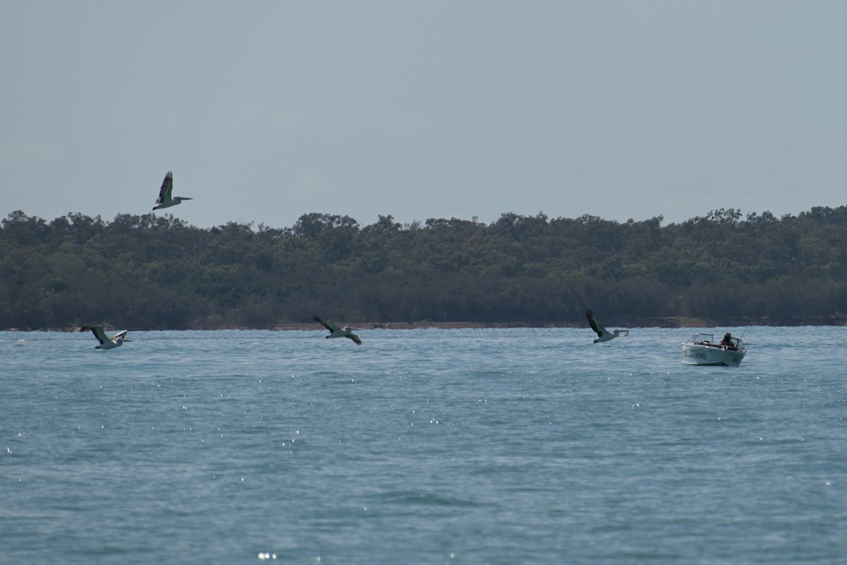 Australian Pelican - ML642365133