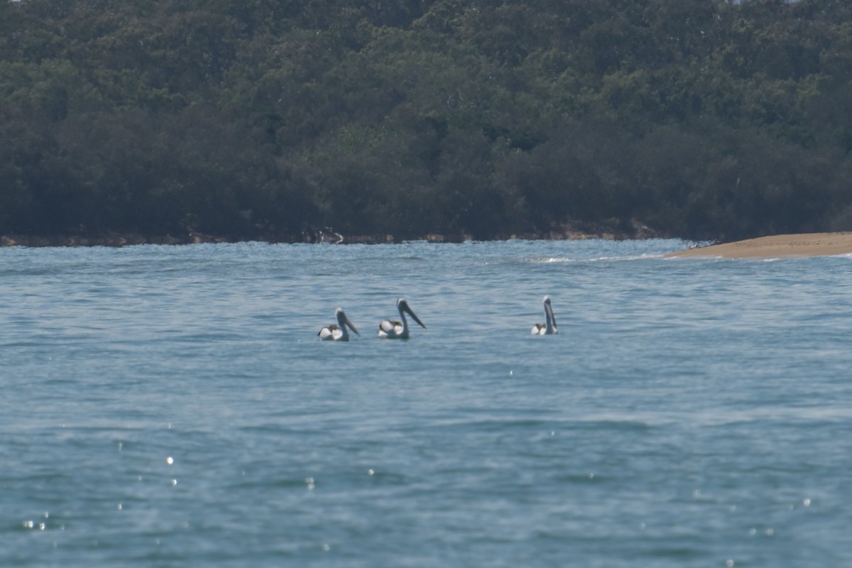 Australian Pelican - ML642365135