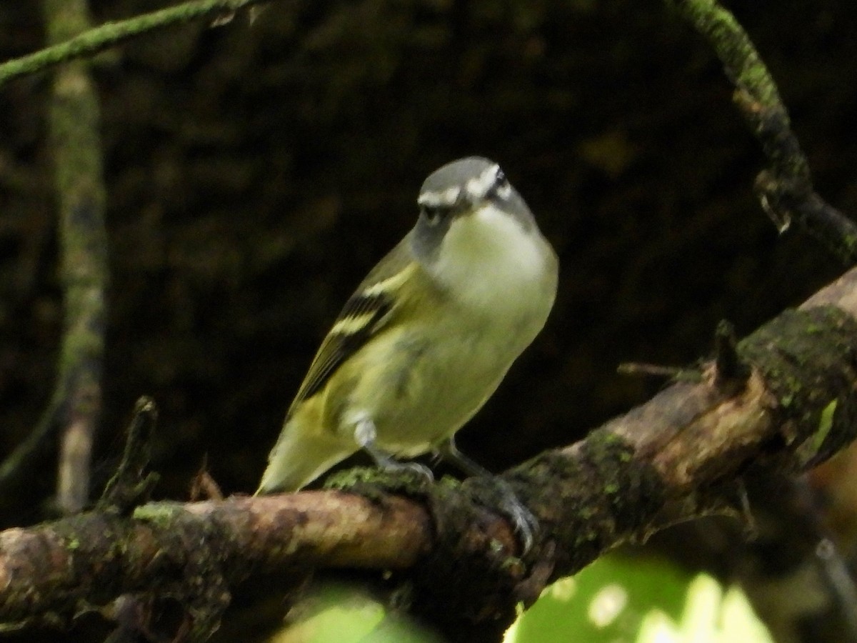 Blue-headed Vireo - ML642365148