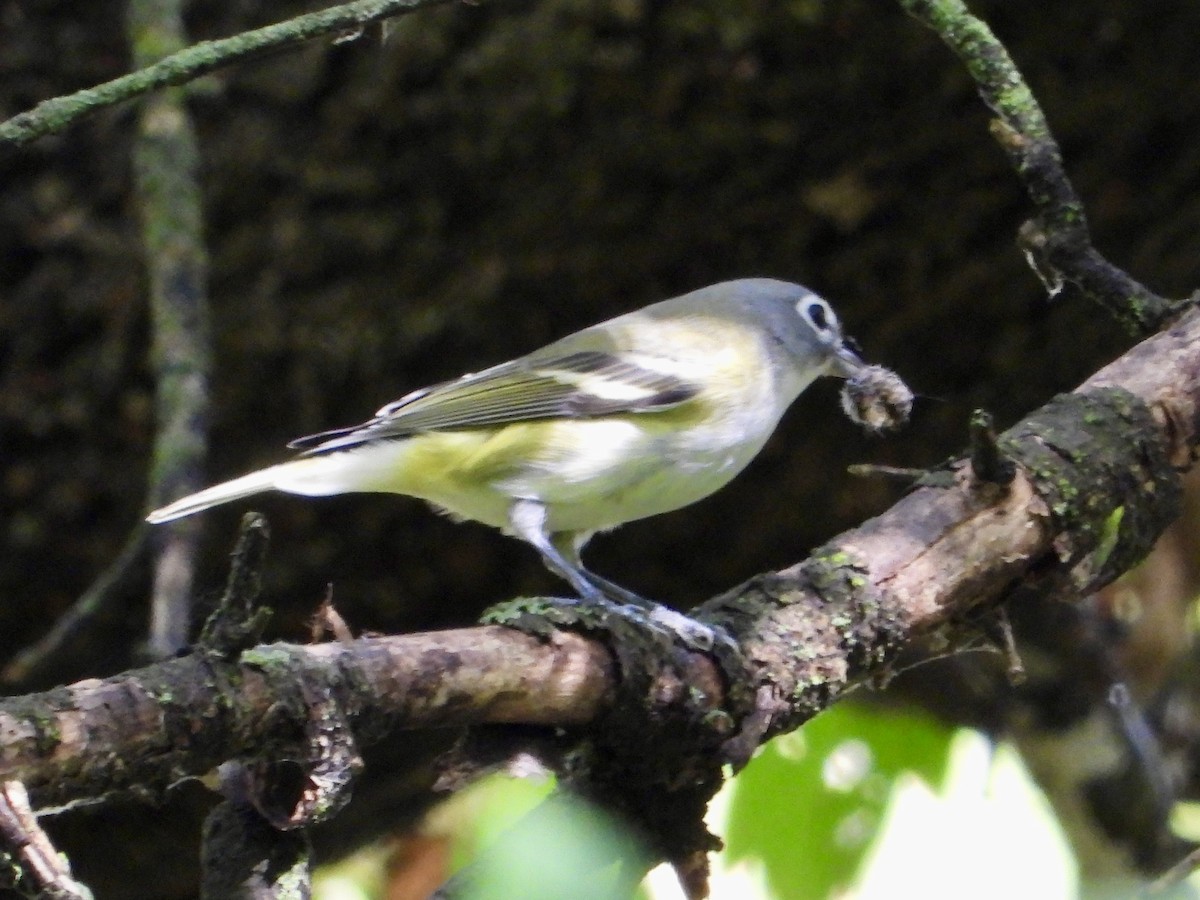 Blue-headed Vireo - ML642365149