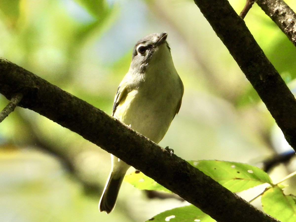 Blue-headed Vireo - ML642365150