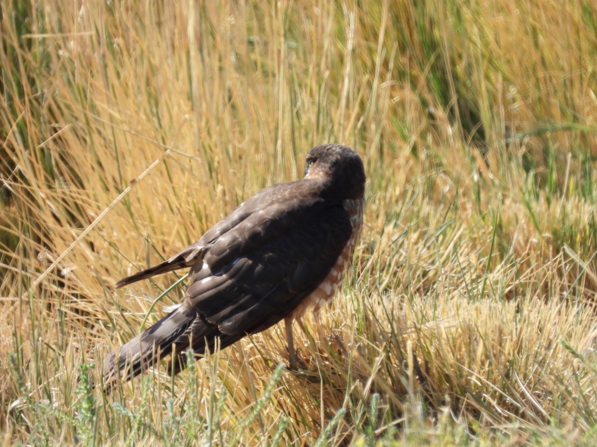 Cooper's Hawk - ML642365152