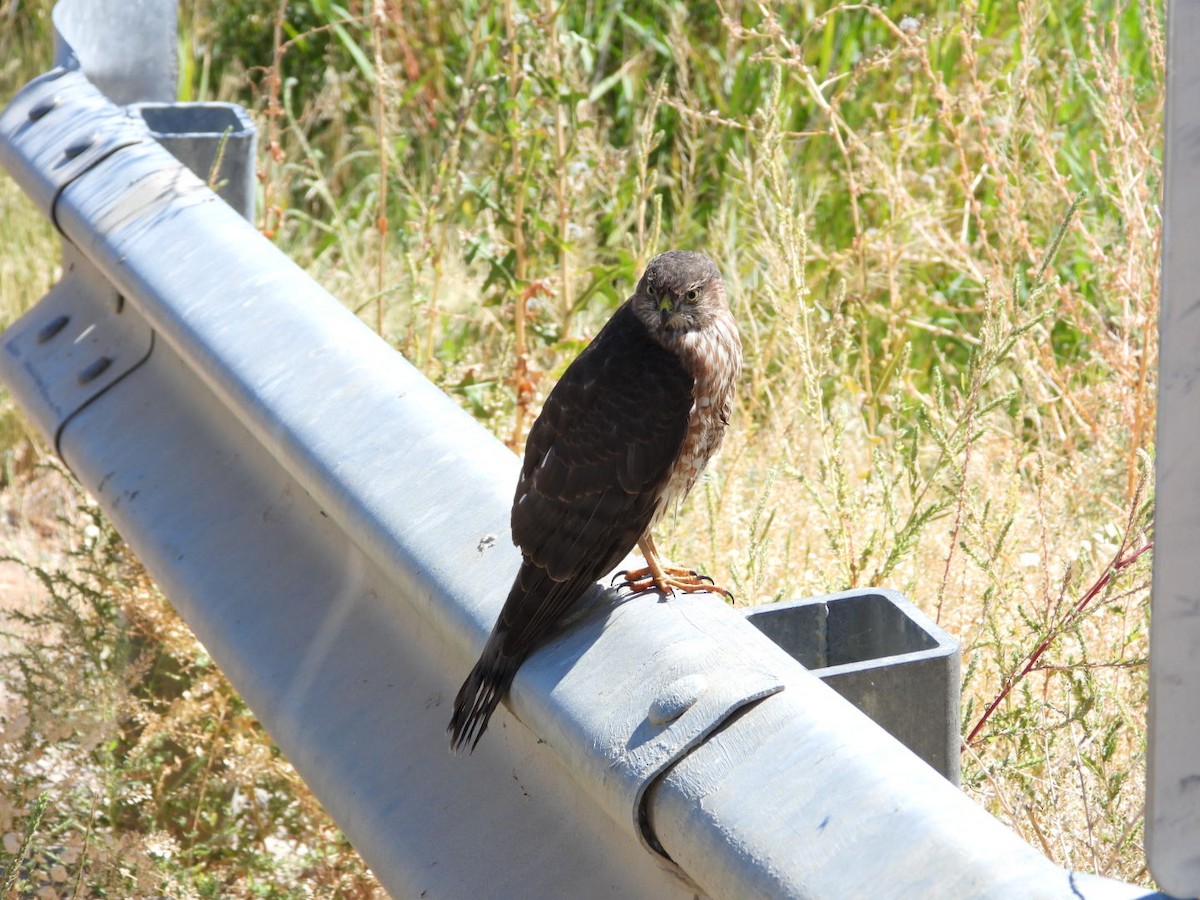 Cooper's Hawk - ML642365153