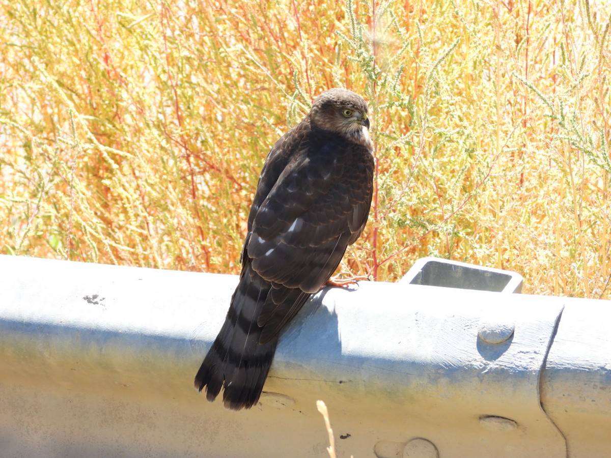 Cooper's Hawk - ML642365154