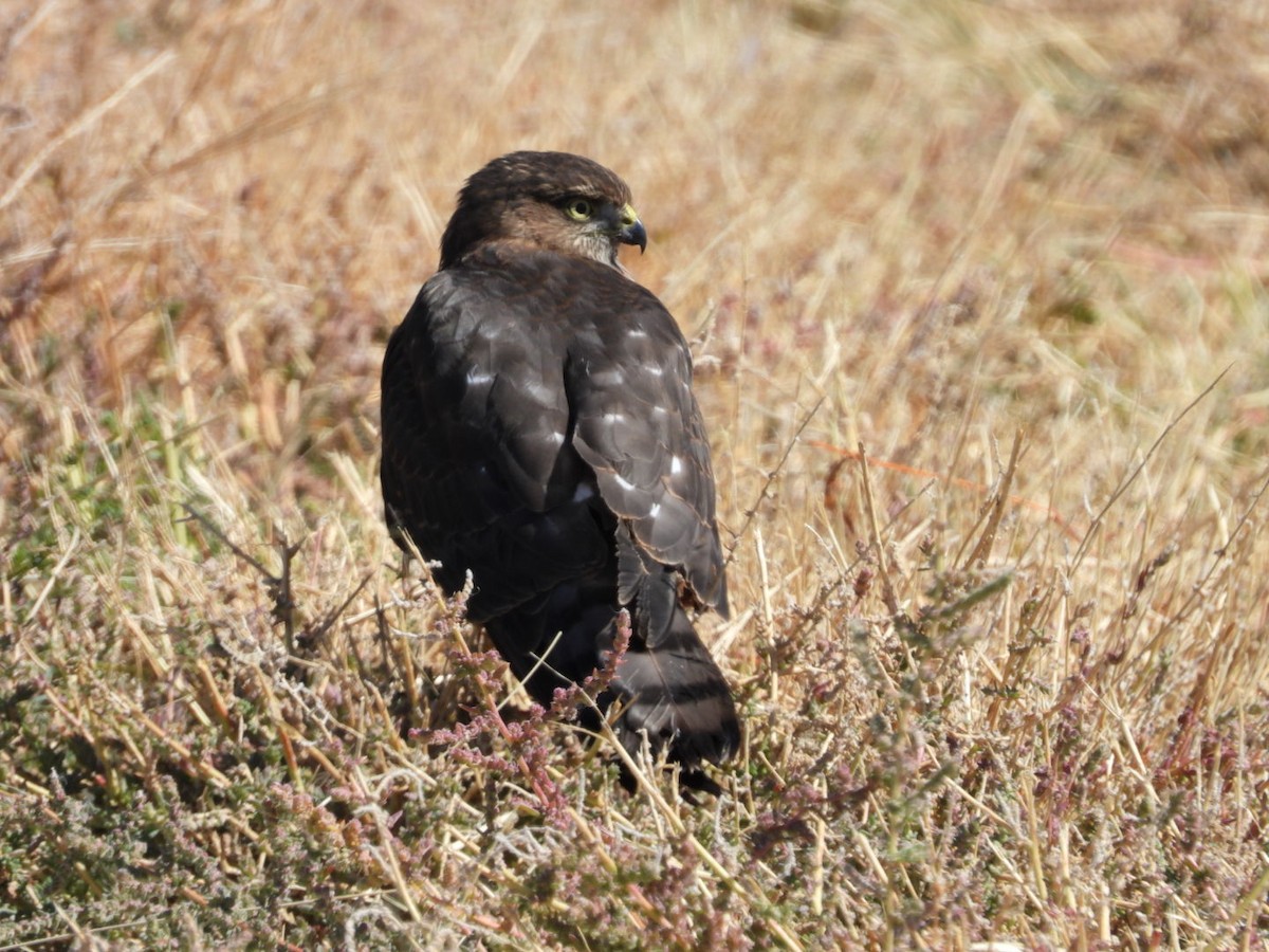 Cooper's Hawk - ML642365155