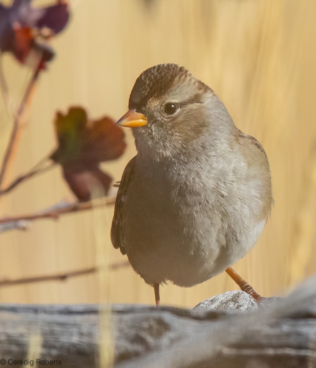 White-crowned Sparrow - ML642365171