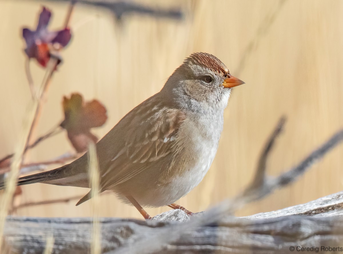 White-crowned Sparrow - ML642365172