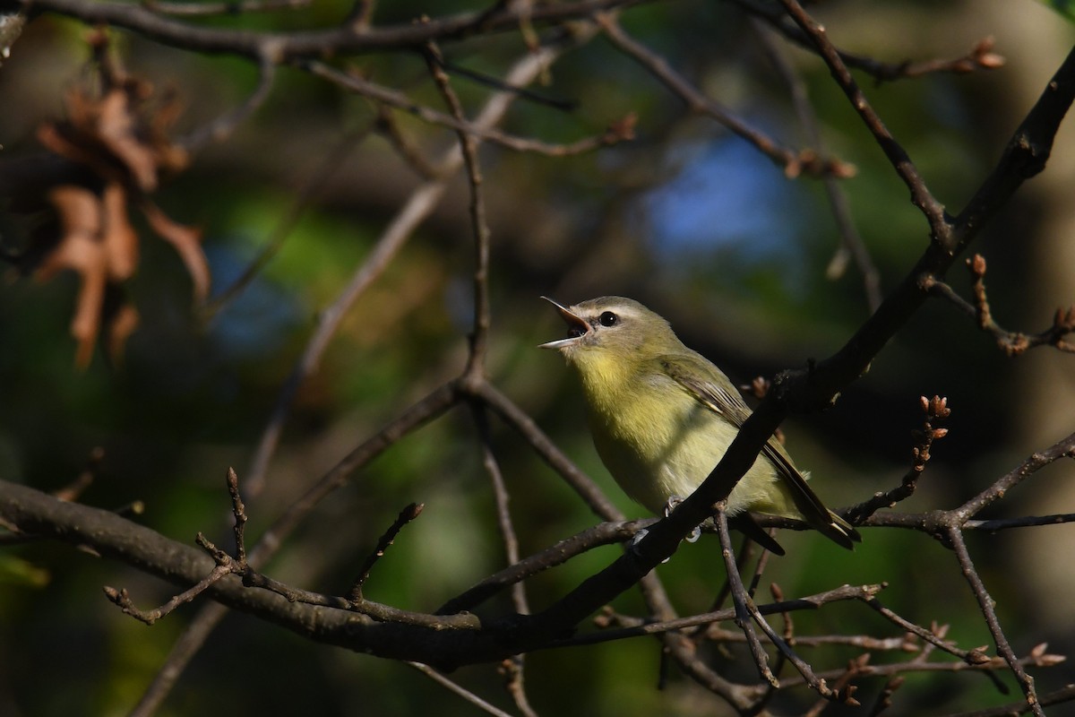 Philadelphia Vireo - ML642365175