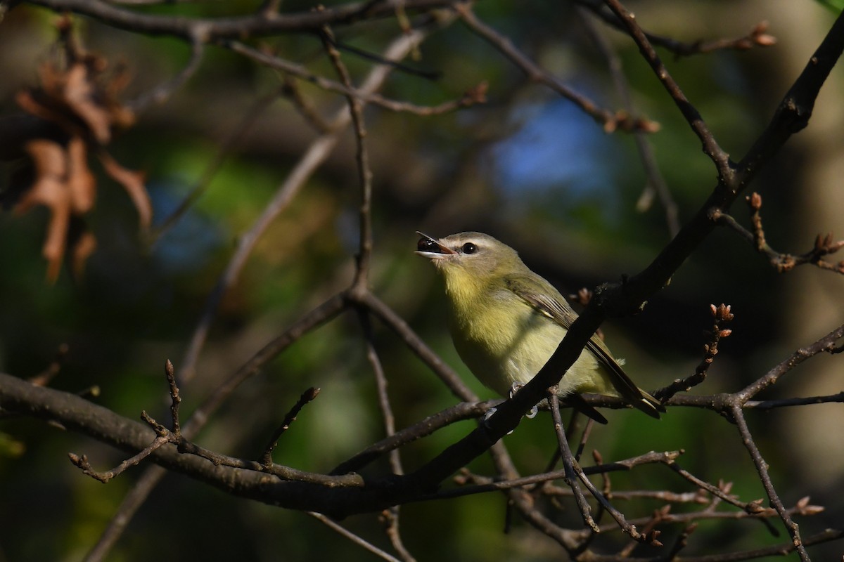 Philadelphia Vireo - ML642365176