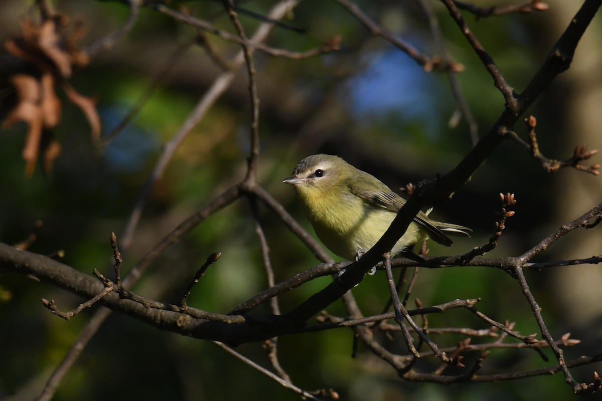 Philadelphia Vireo - ML642365180