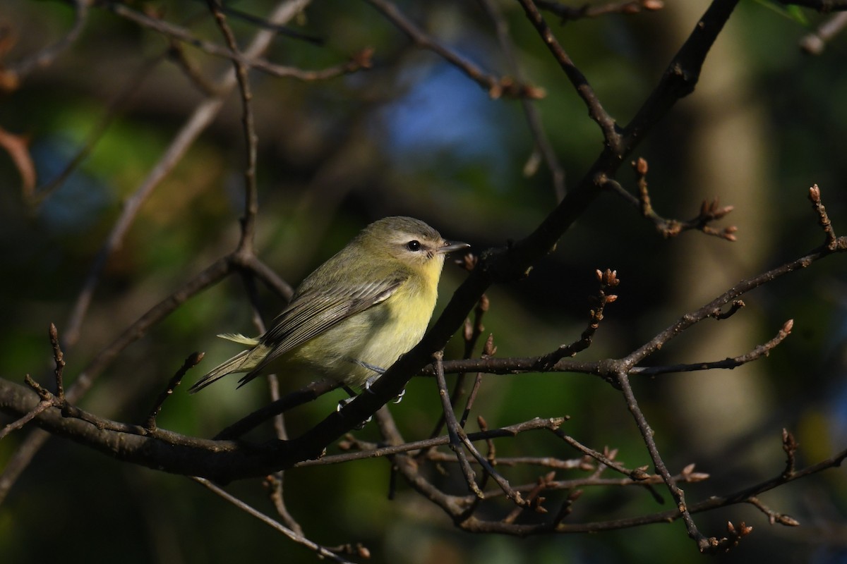 Philadelphia Vireo - ML642365192
