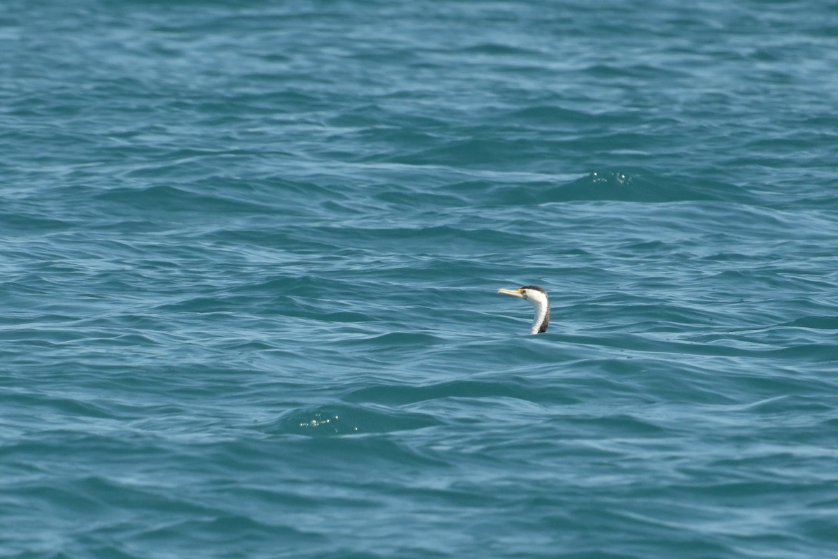 Pied Cormorant - ML642365208