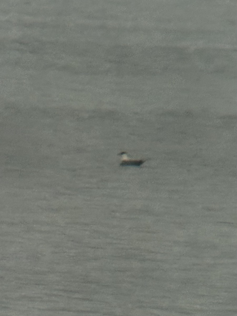 長尾賊鷗 - ML642365210