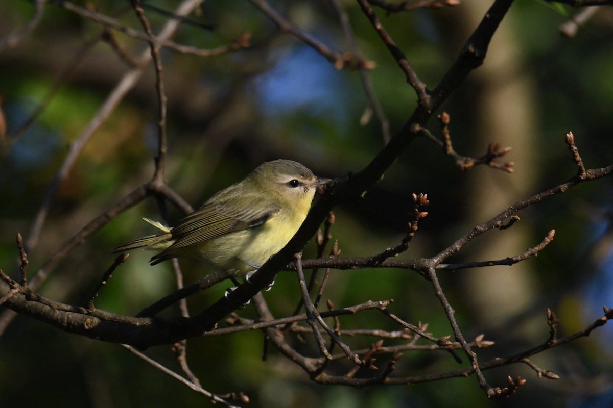Philadelphia Vireo - ML642365216