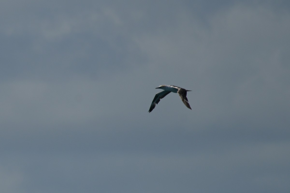 Australasian Gannet - ML642365227