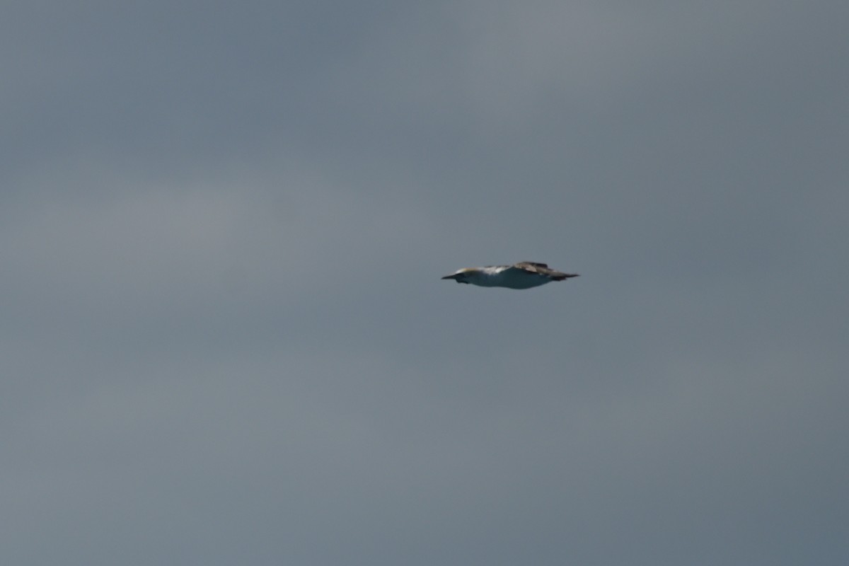 Australasian Gannet - ML642365231