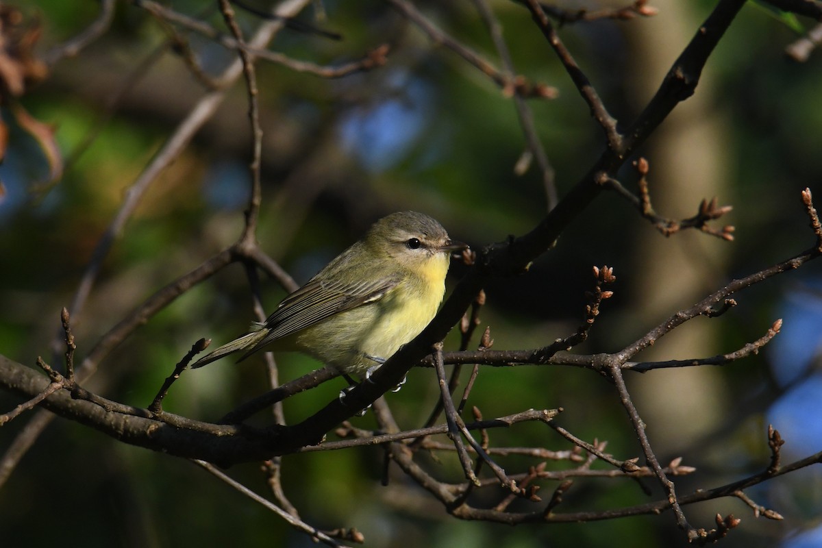 Philadelphia Vireo - ML642365247