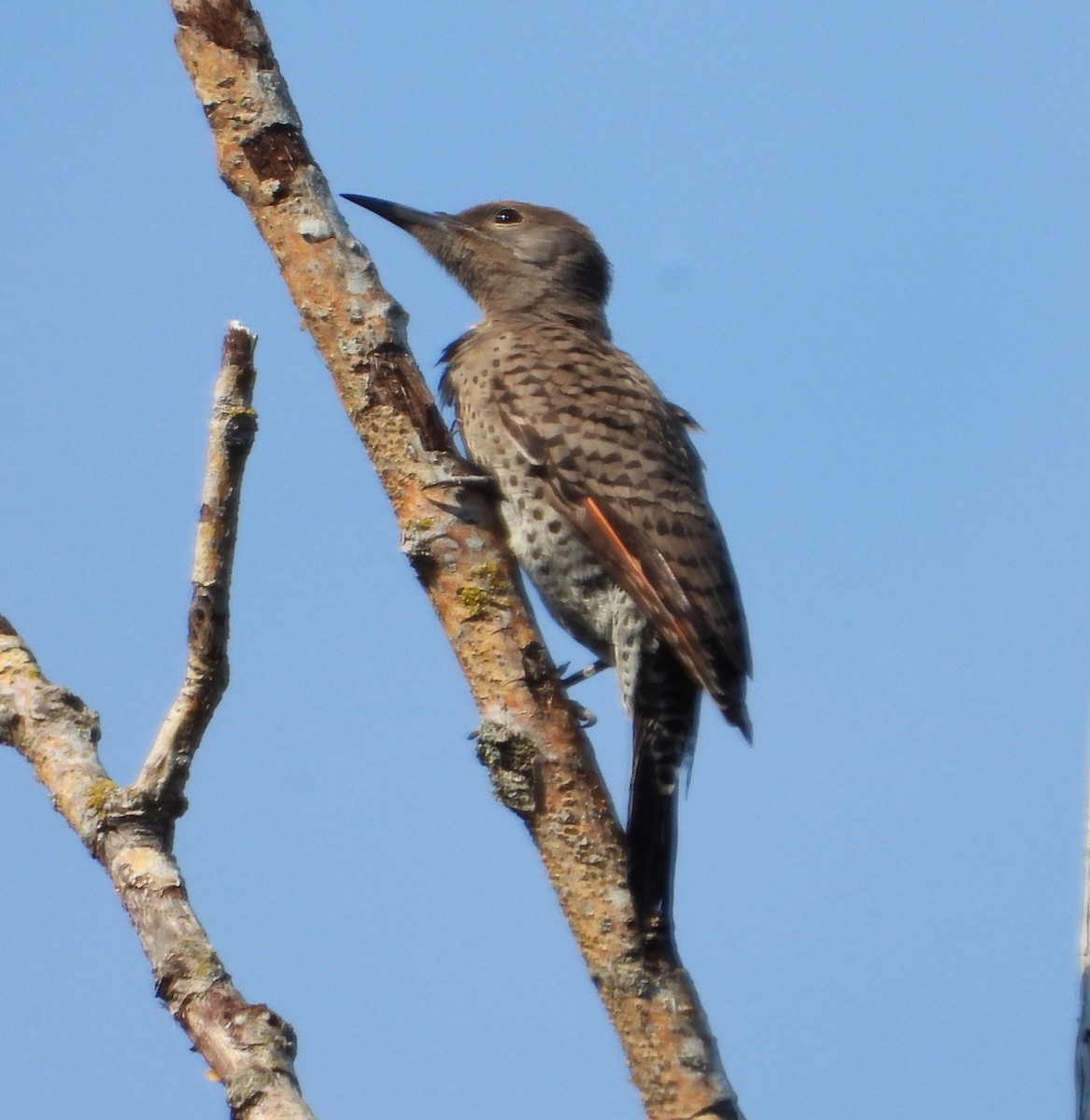 Northern Flicker - ML642365253