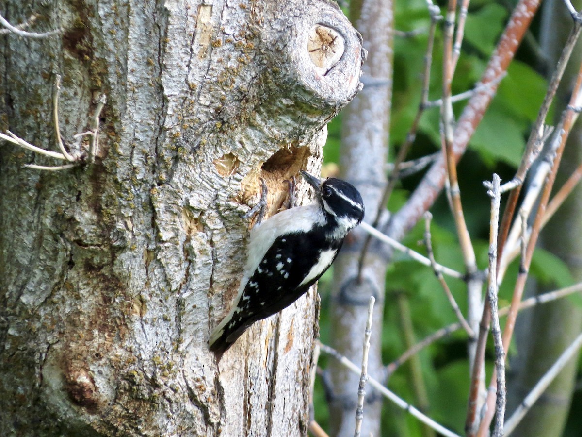 Downy Woodpecker (Rocky Mts.) - ML642365264