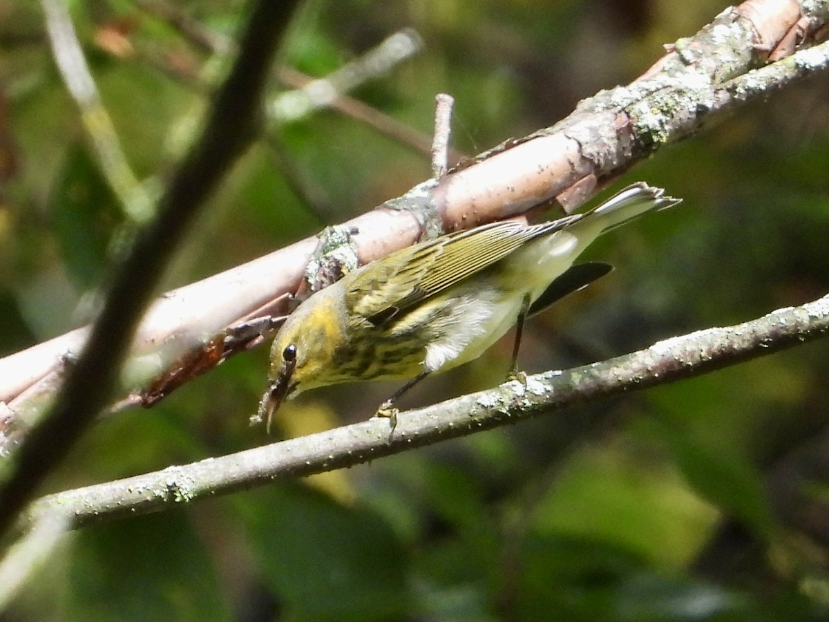 Cape May Warbler - ML642365268