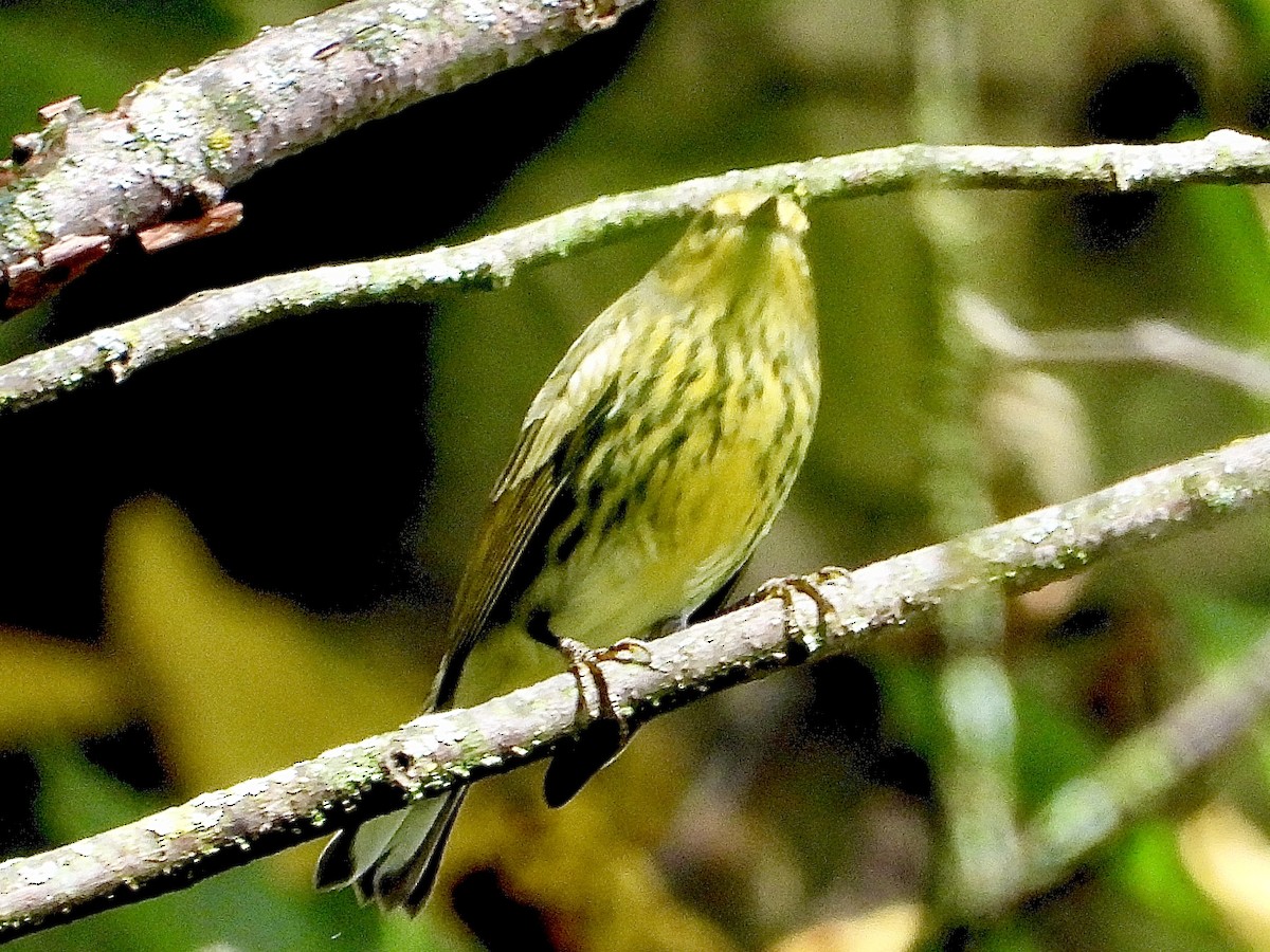 Cape May Warbler - ML642365269