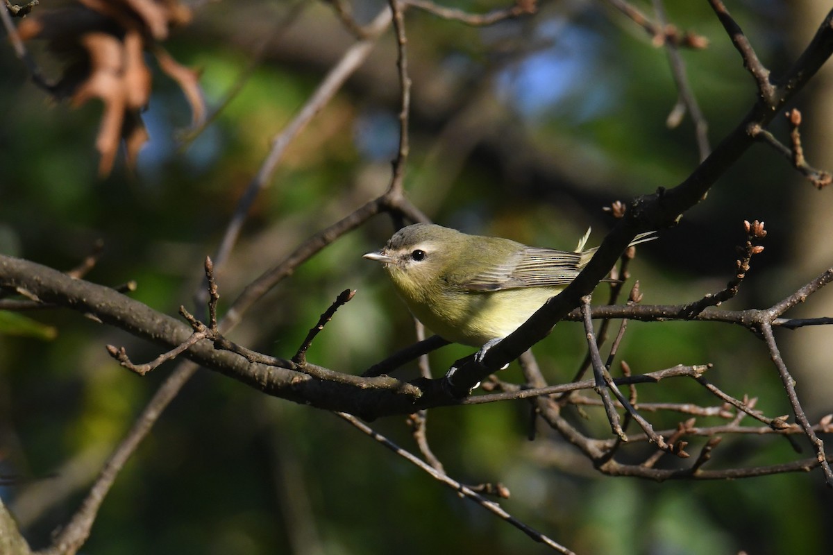 Philadelphia Vireo - ML642365280