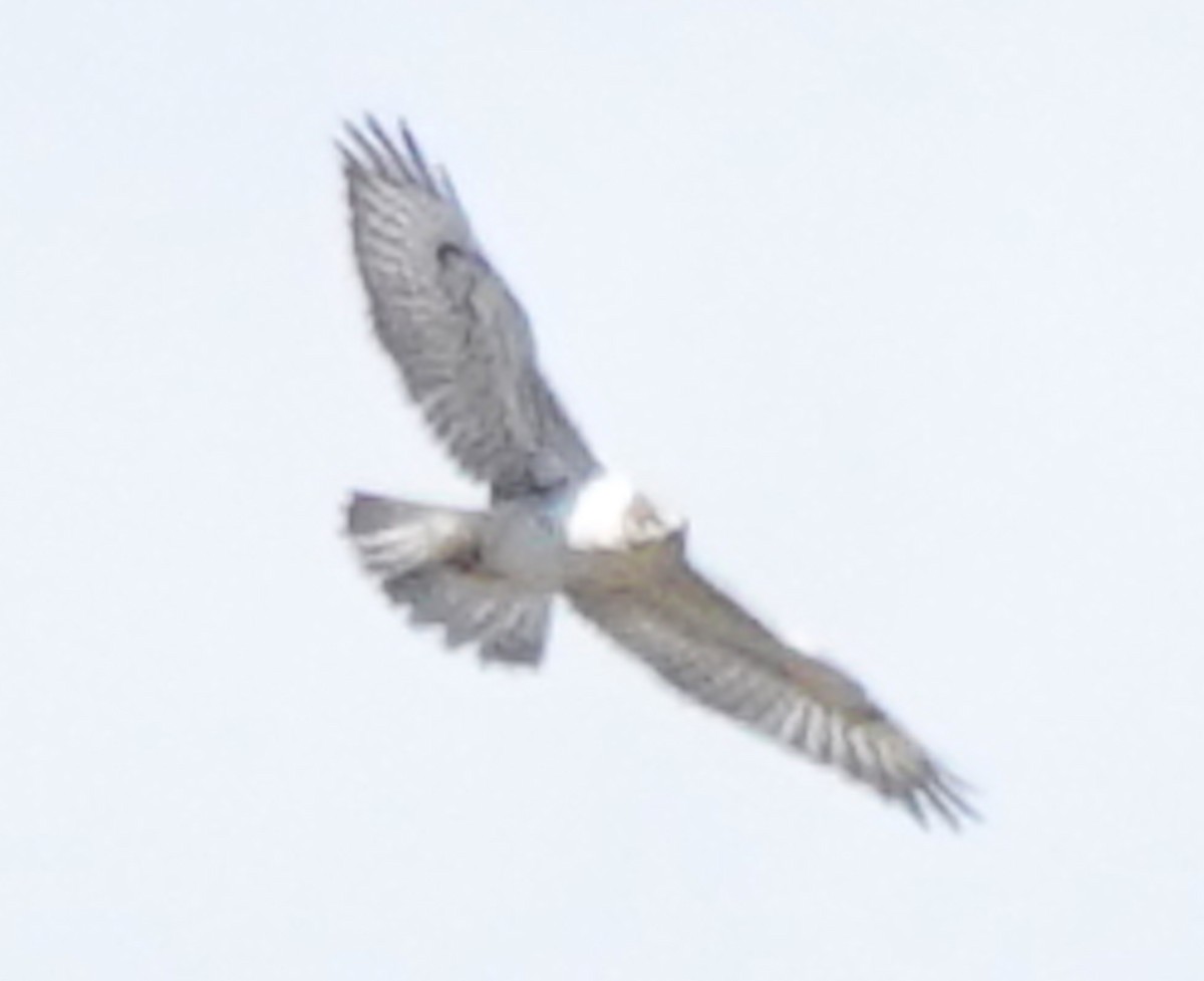 Ferruginous Hawk - ML642365282