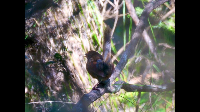 Noisy Scrub-bird - ML642365295
