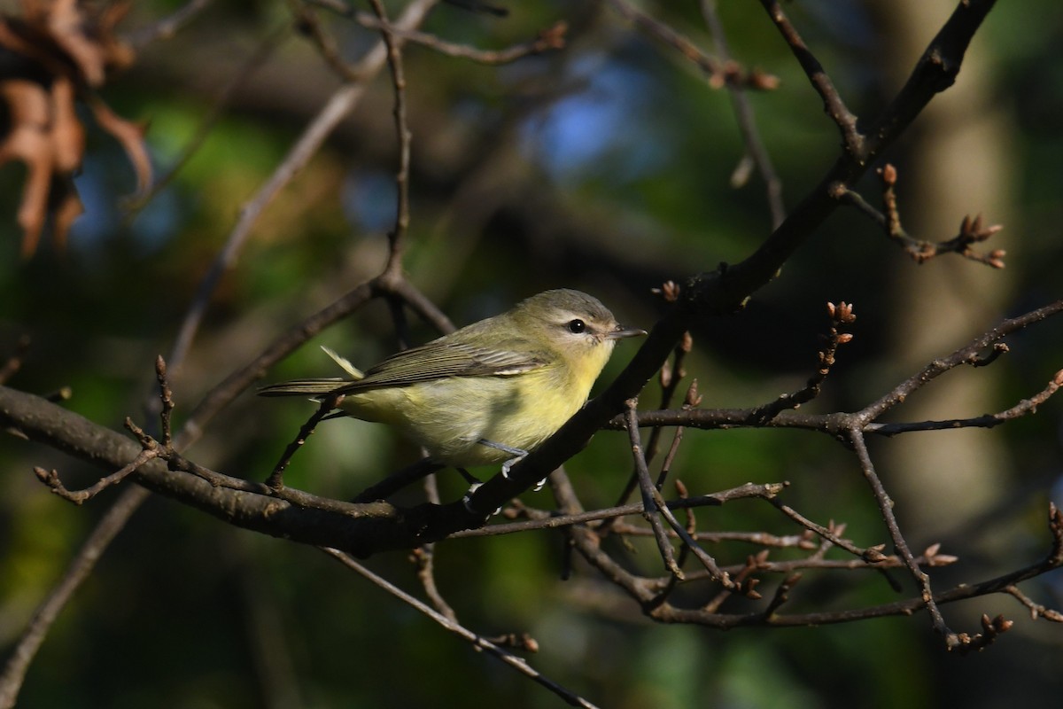Philadelphia Vireo - ML642365296